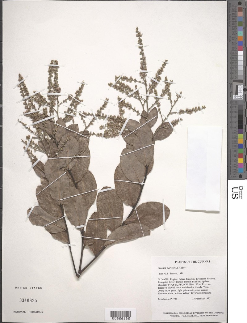 Leptobalanus parvifolius photo 4