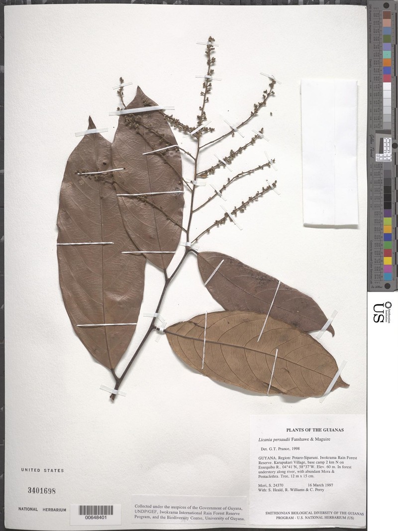 Leptobalanus persaudii