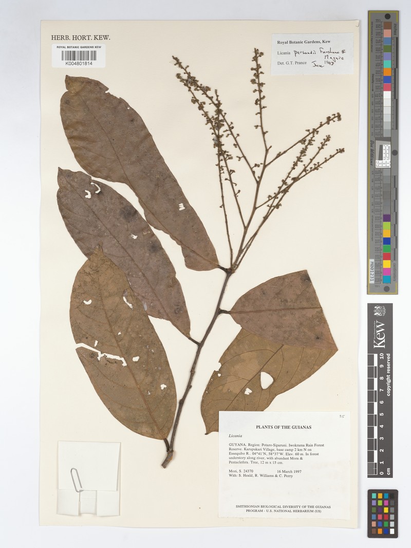Leptobalanus persaudii photo 2