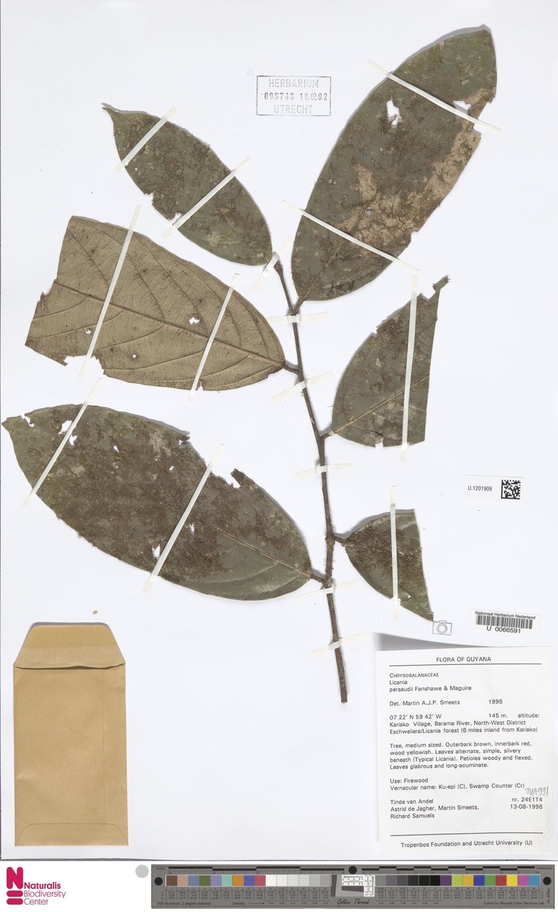 Leptobalanus persaudii photo 3