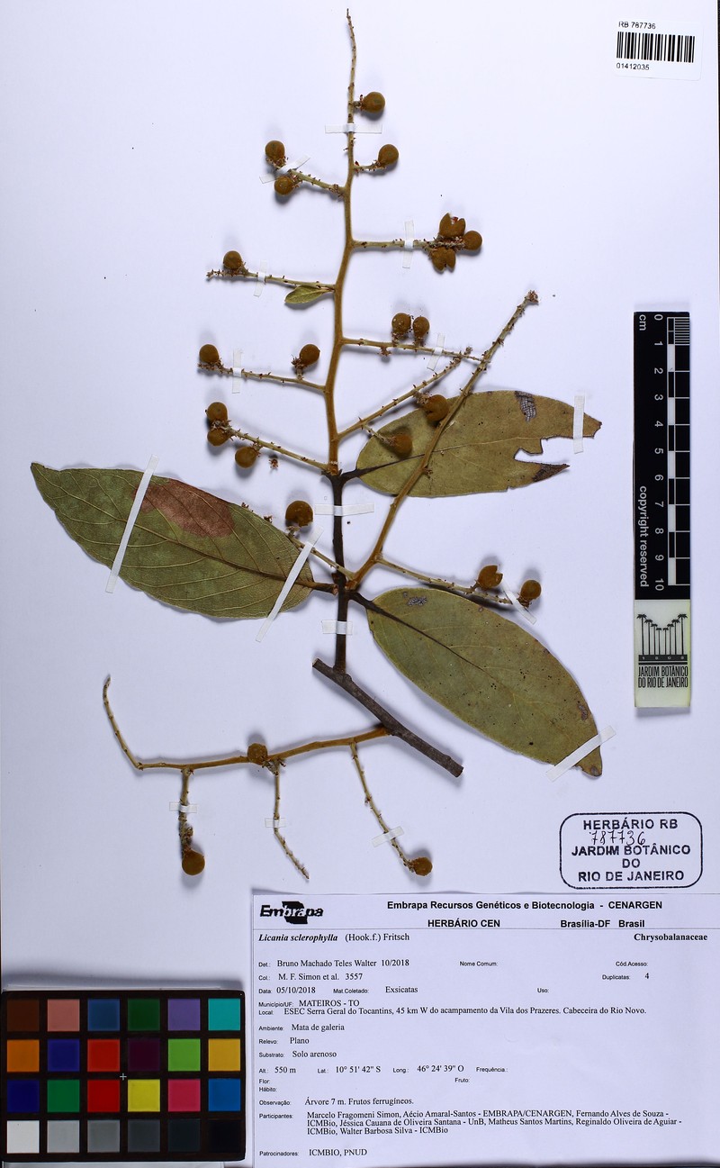 Leptobalanus sclerophyllus