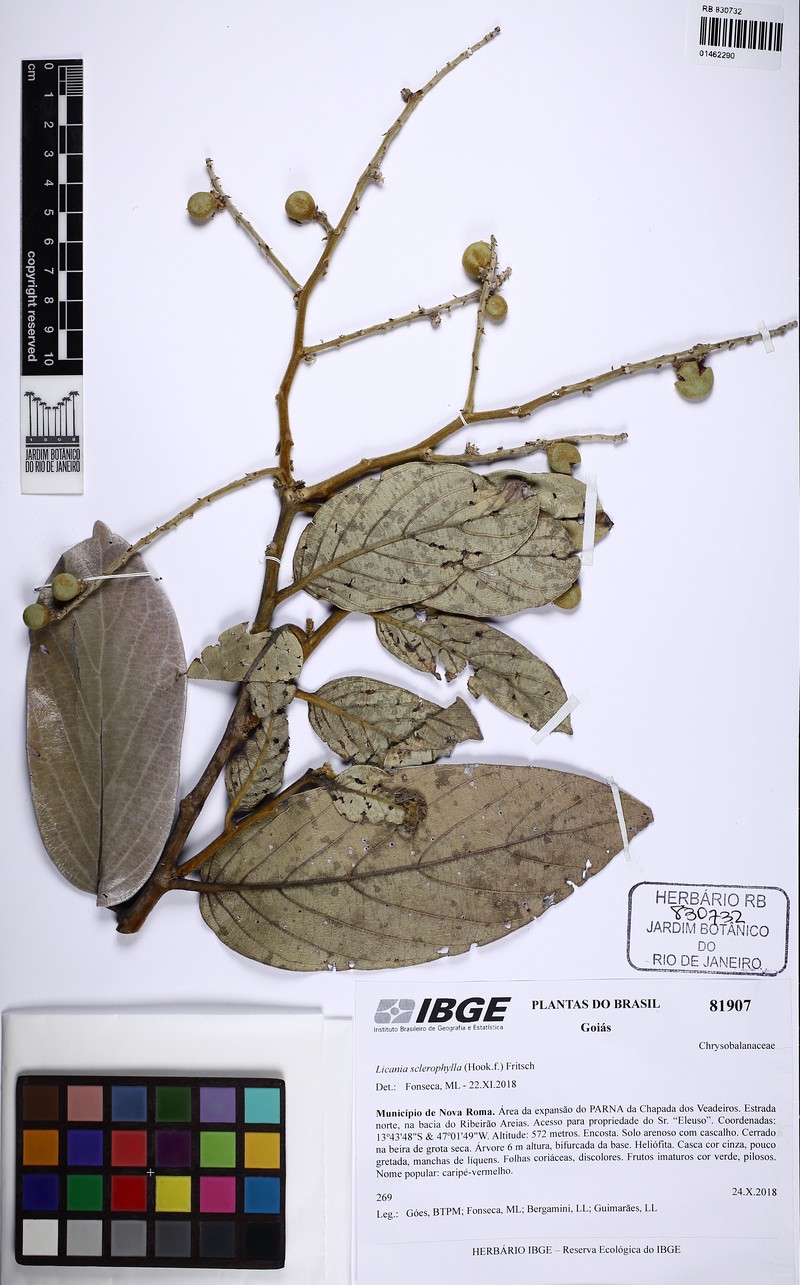 Leptobalanus sclerophyllus photo 2