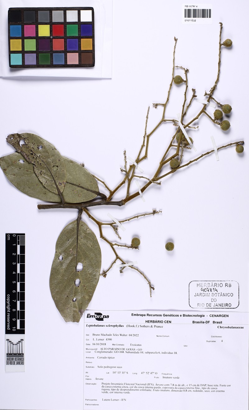 Leptobalanus sclerophyllus photo 3