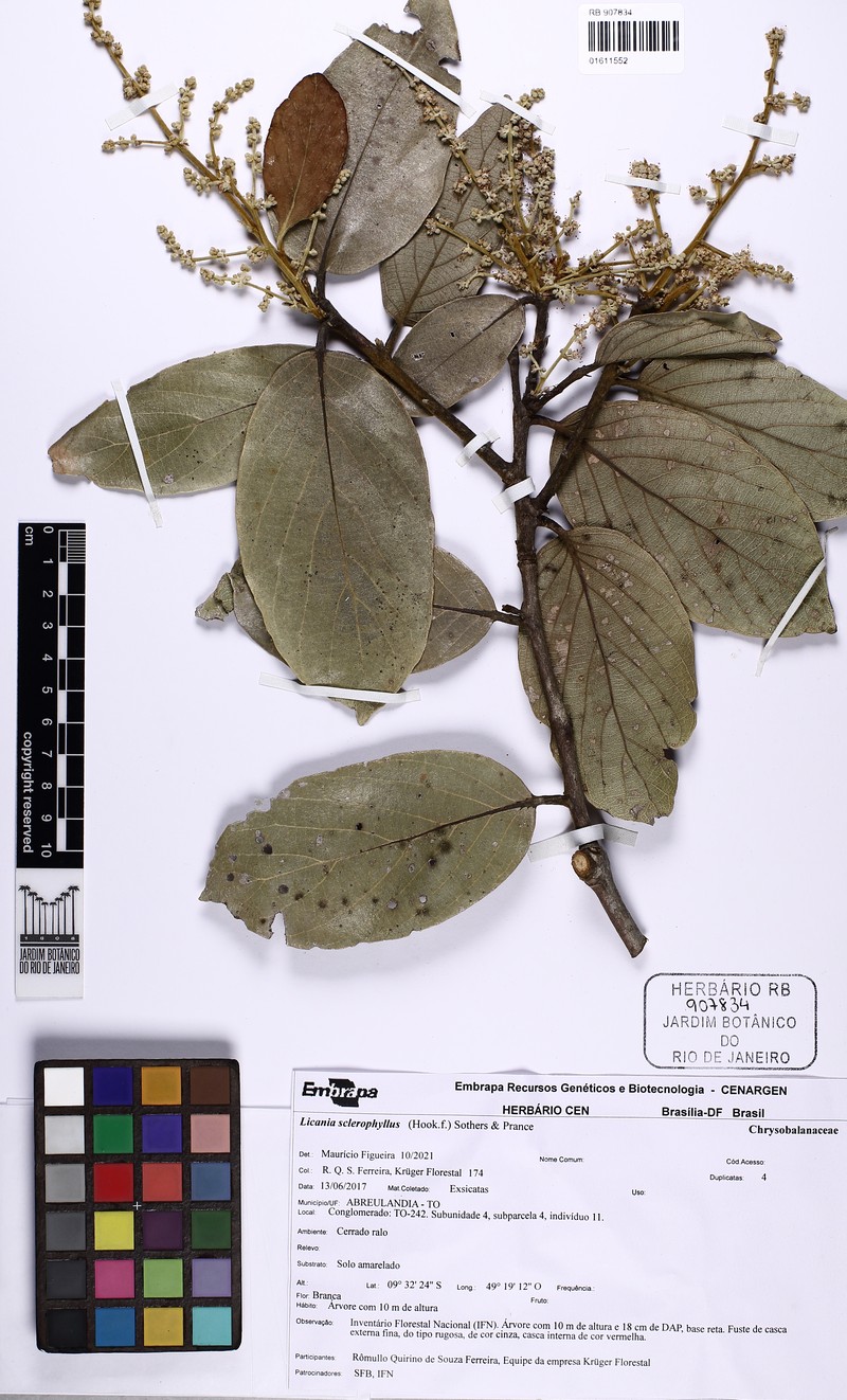 Leptobalanus sclerophyllus photo 4