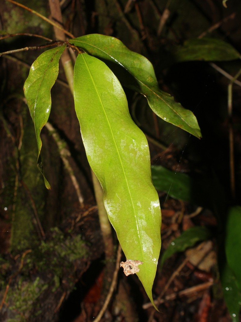 Leptobalanus sparsipilis