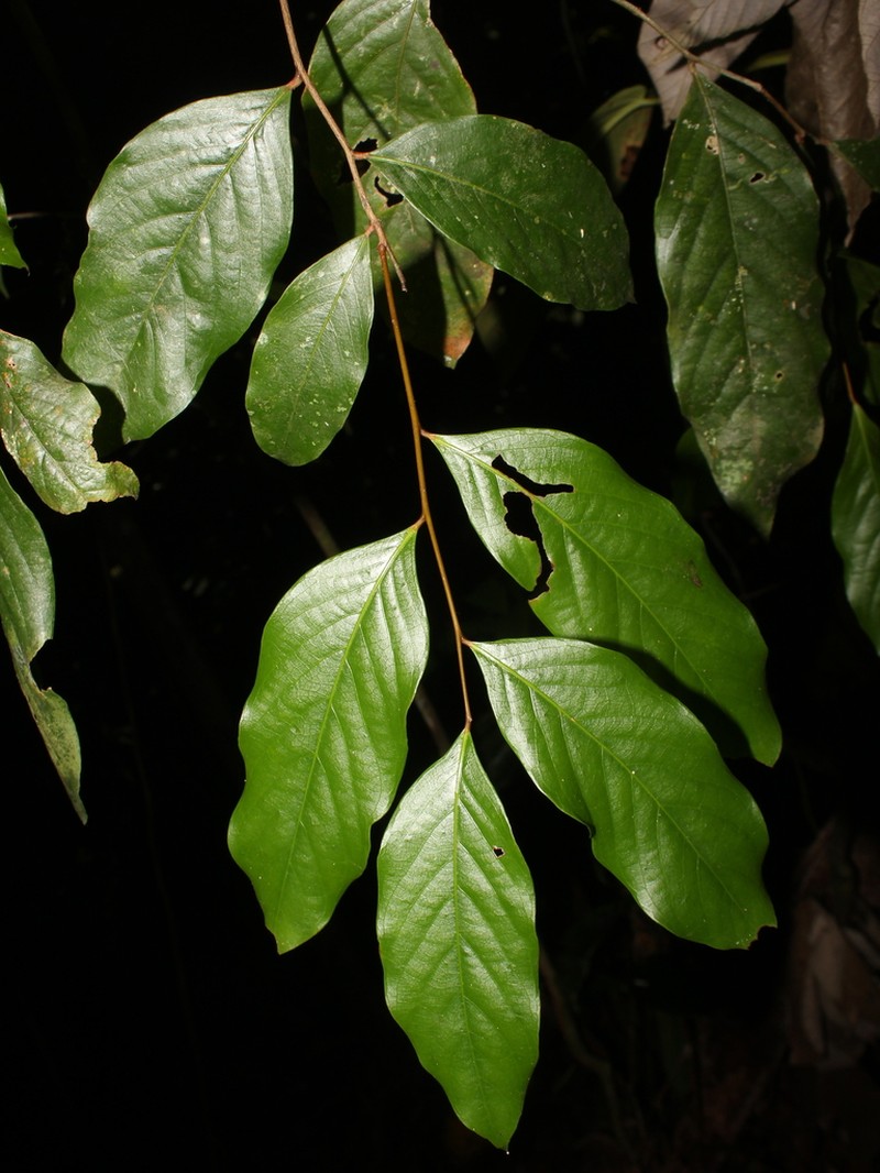 Leptobalanus sparsipilis photo 2