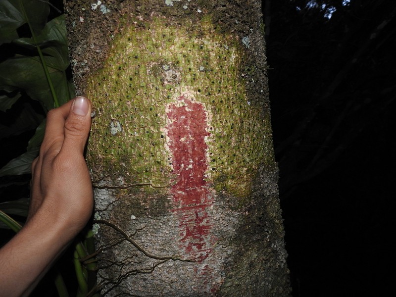 Leptobalanus sparsipilis photo 3
