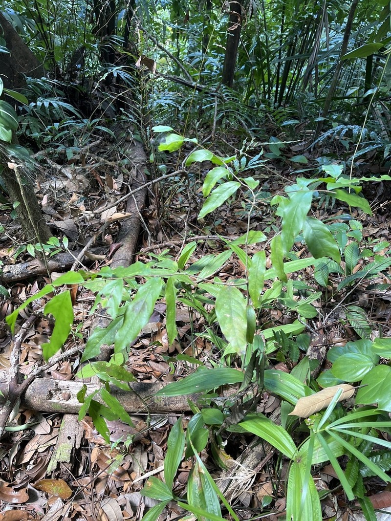 Leptobalanus sparsipilis photo 4