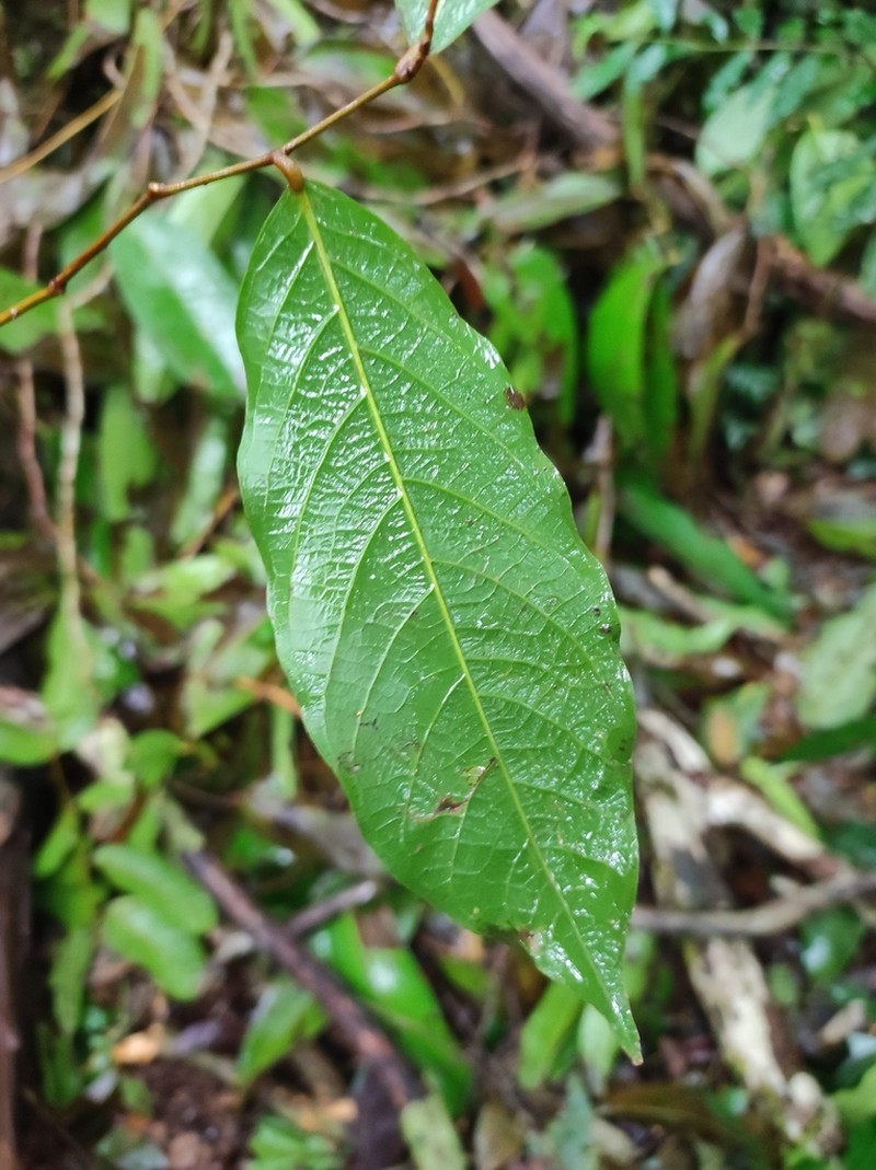 Leptobalanus sparsipilis photo 5
