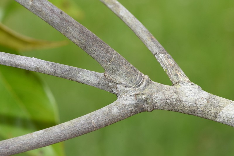 Leptobalanus sparsipilis photo 6