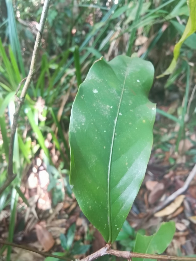Leptobalanus sparsipilis photo 7