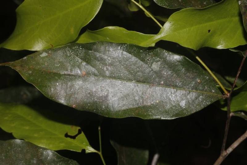 Leptobalanus sparsipilis photo 8