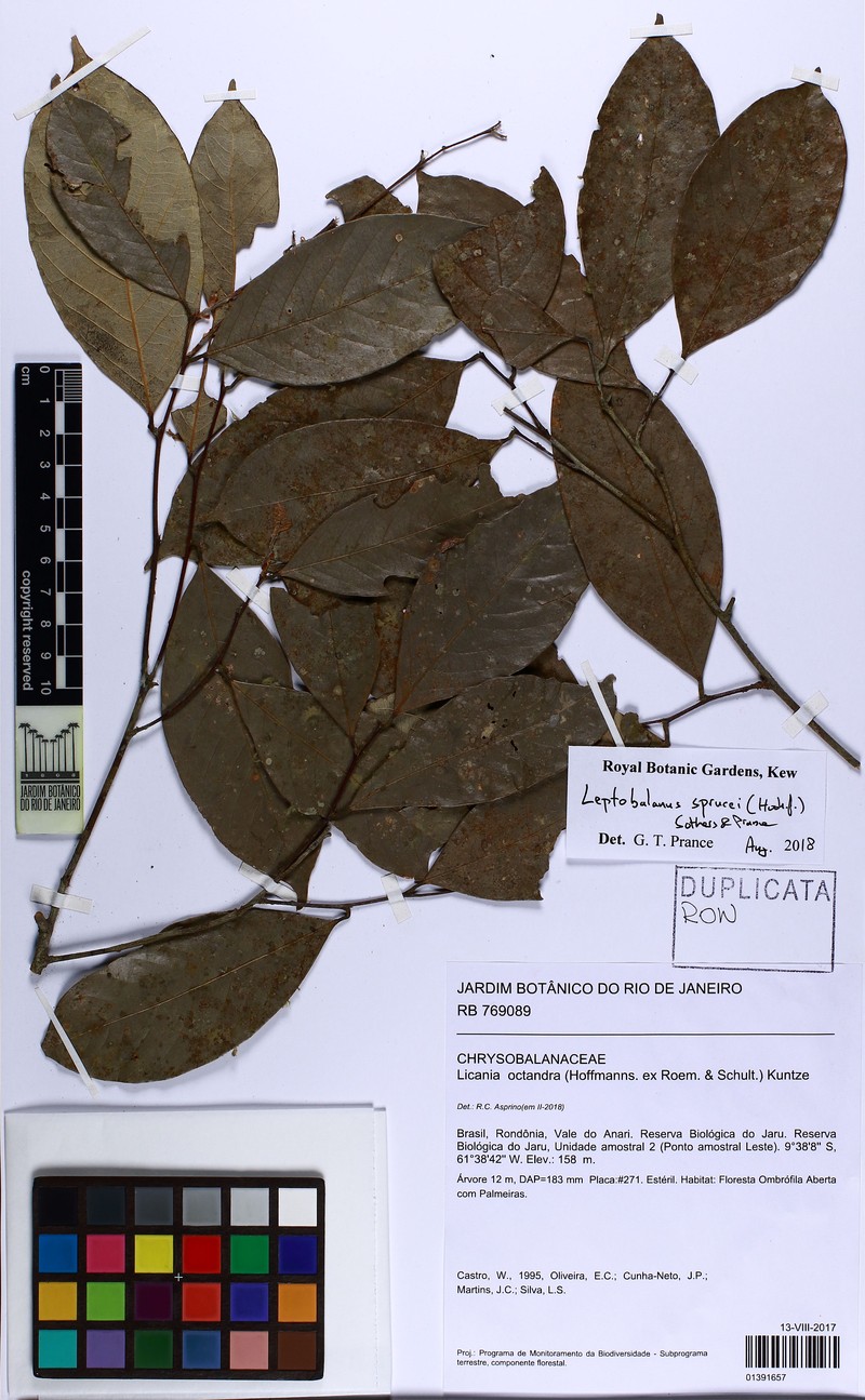 Leptobalanus sprucei