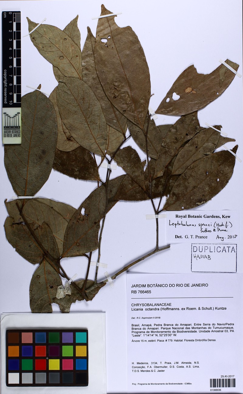 Leptobalanus sprucei photo 2