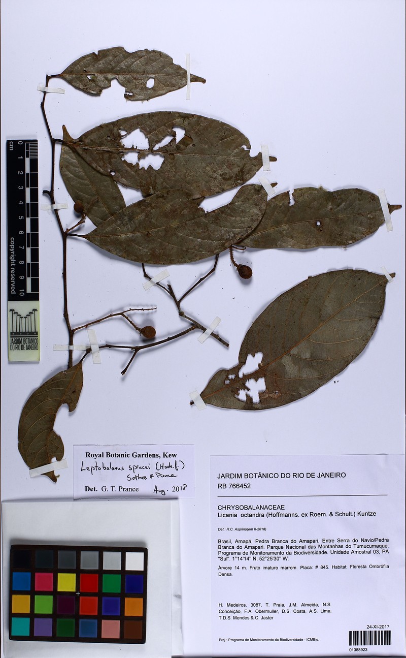 Leptobalanus sprucei photo 3