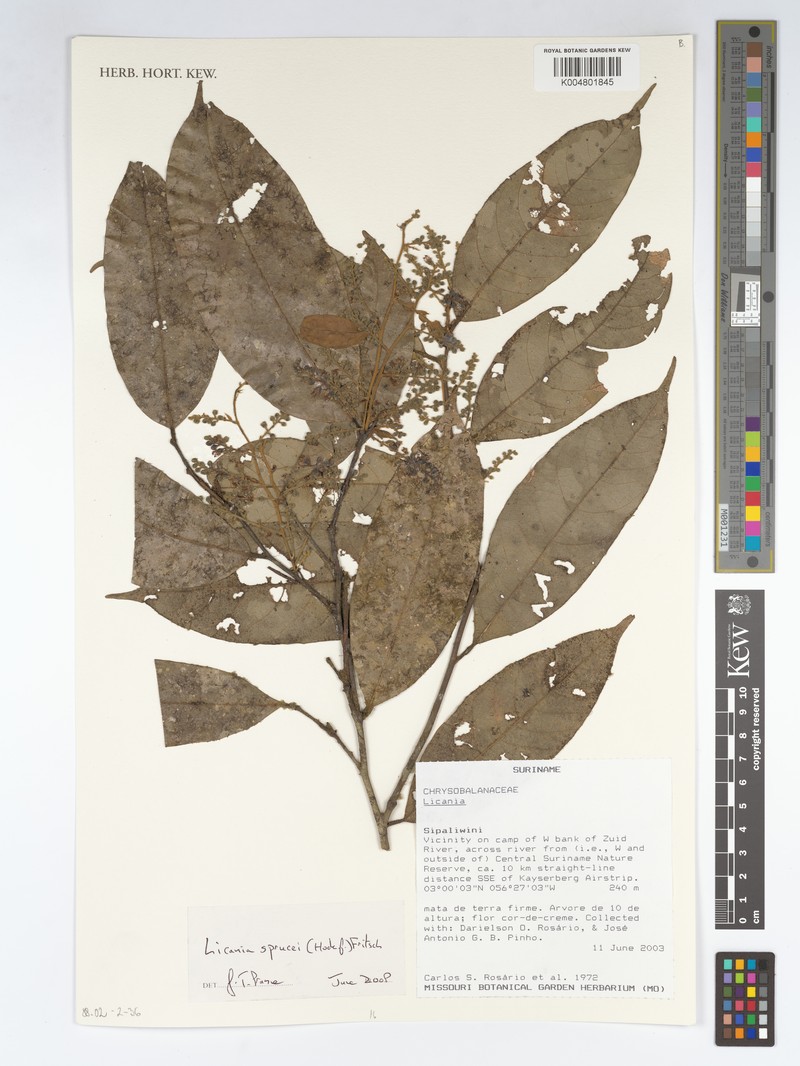 Leptobalanus sprucei photo 4