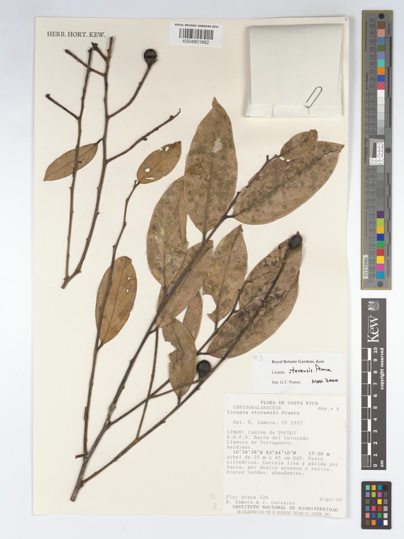 Leptobalanus stevensii
