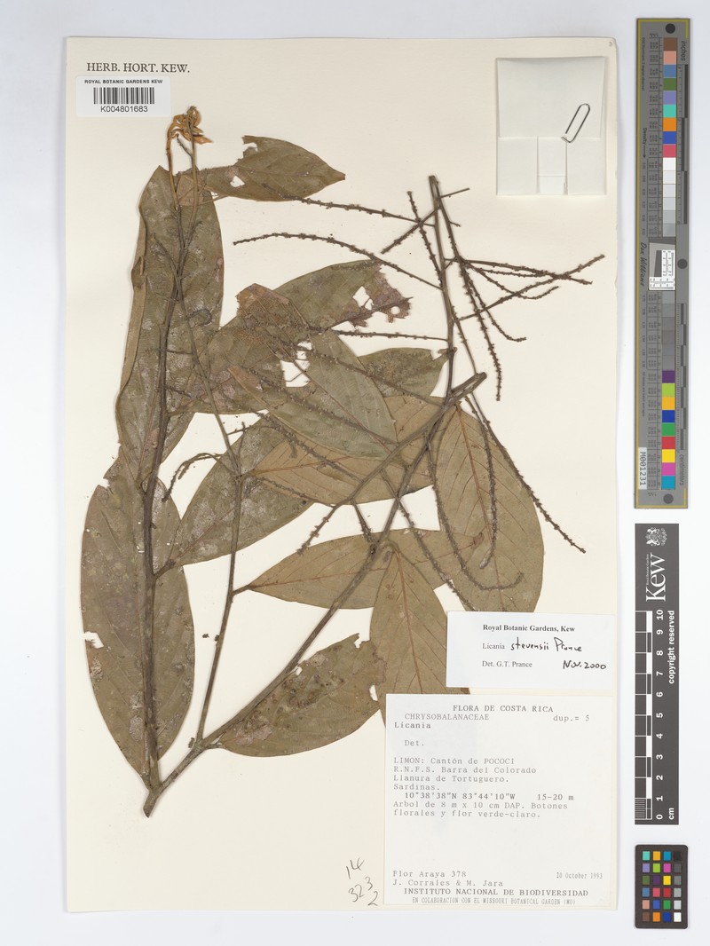 Leptobalanus stevensii photo 2