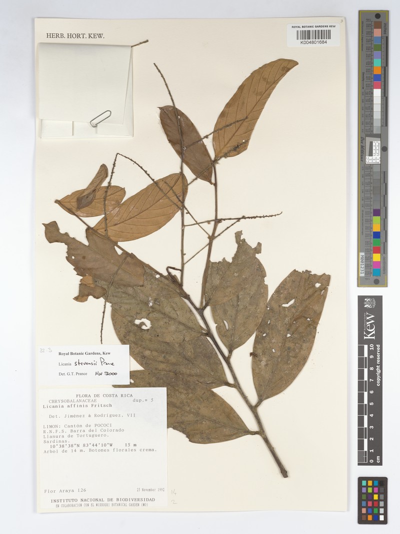 Leptobalanus stevensii photo 3