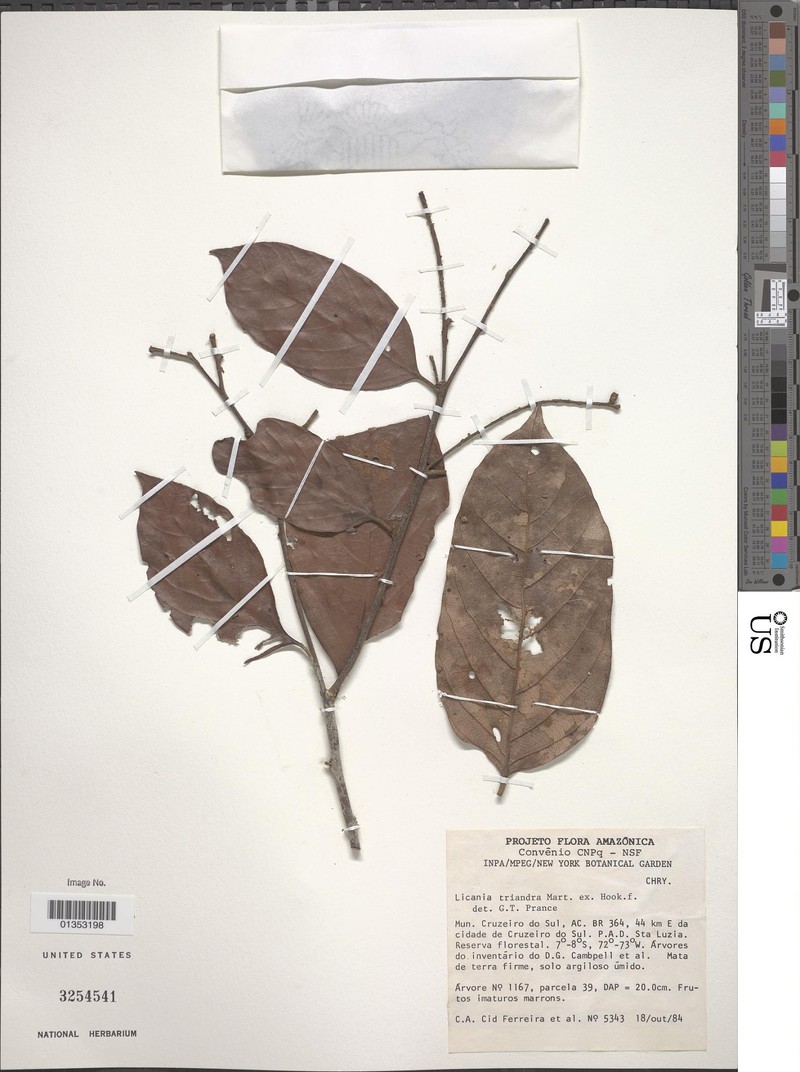 Leptobalanus turbinatus