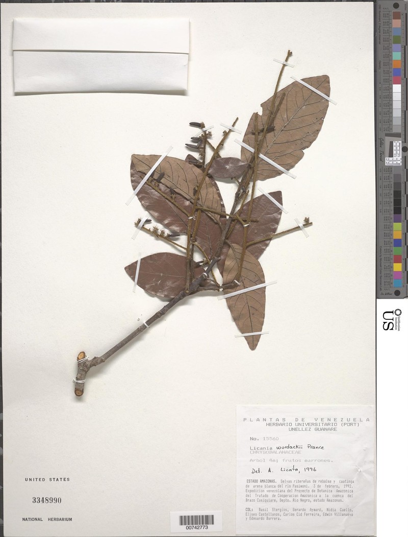 Leptobalanus wurdackii