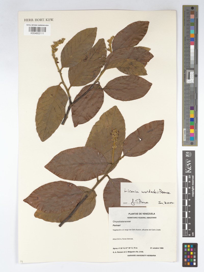 Leptobalanus wurdackii photo 2