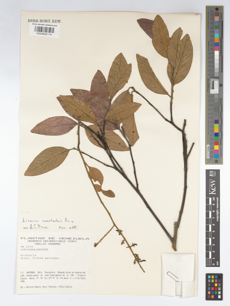 Leptobalanus wurdackii photo 3