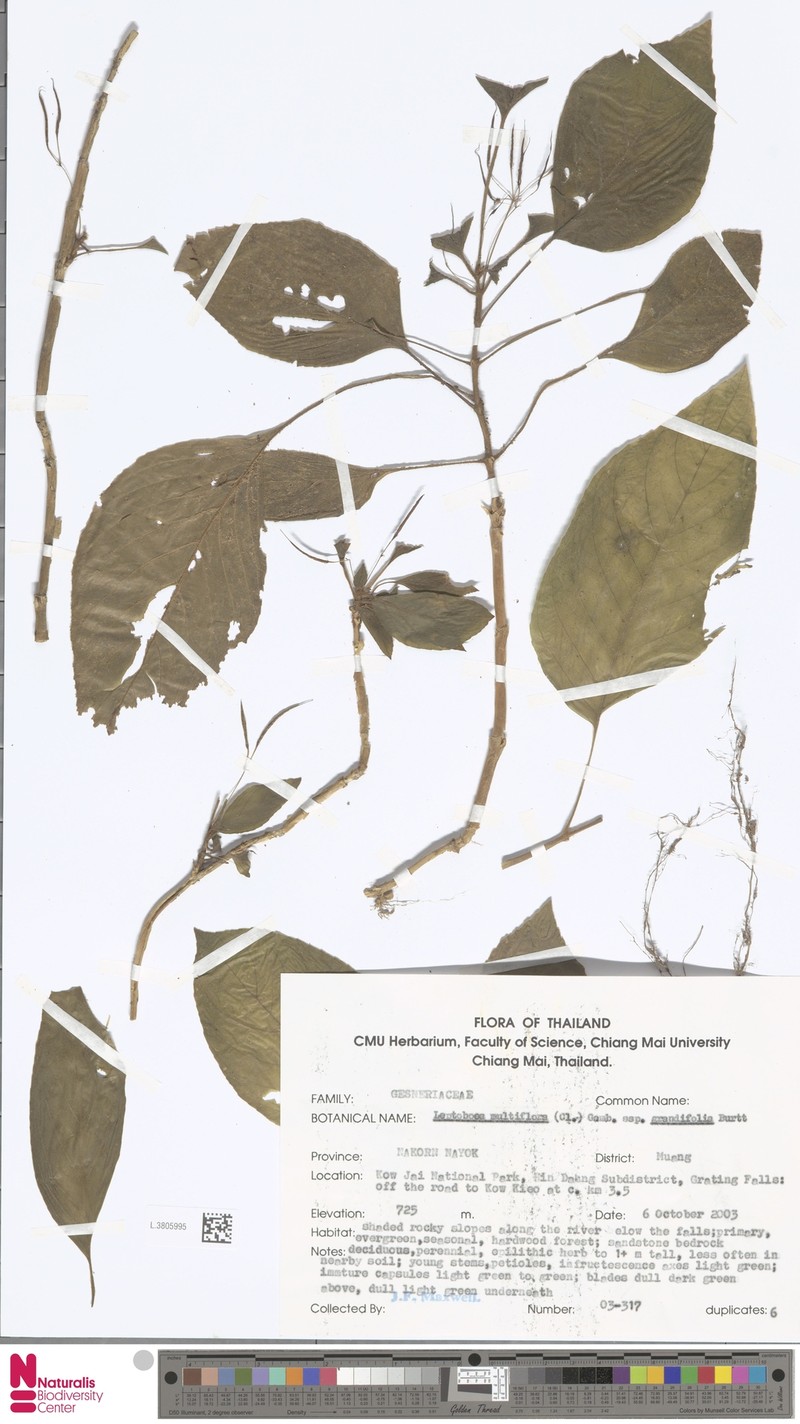 Leptoboea multiflora subsp. multiflora