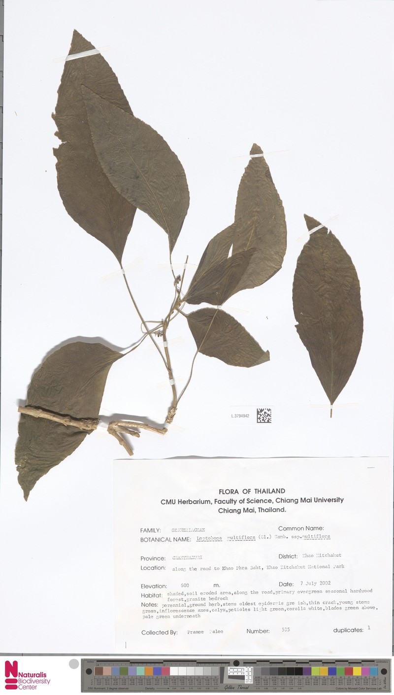 Leptoboea multiflora subsp. multiflora photo 2