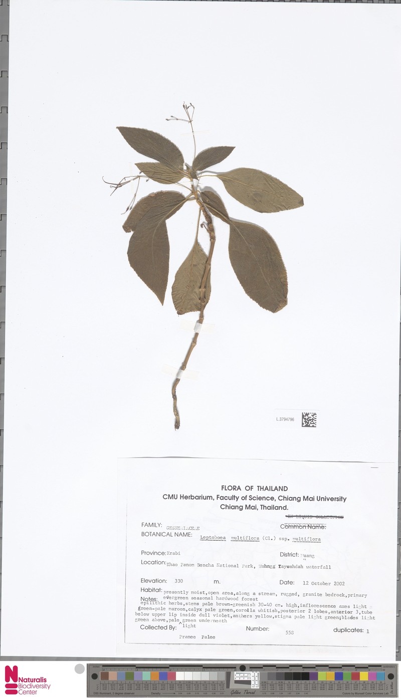 Leptoboea multiflora subsp. multiflora photo 3