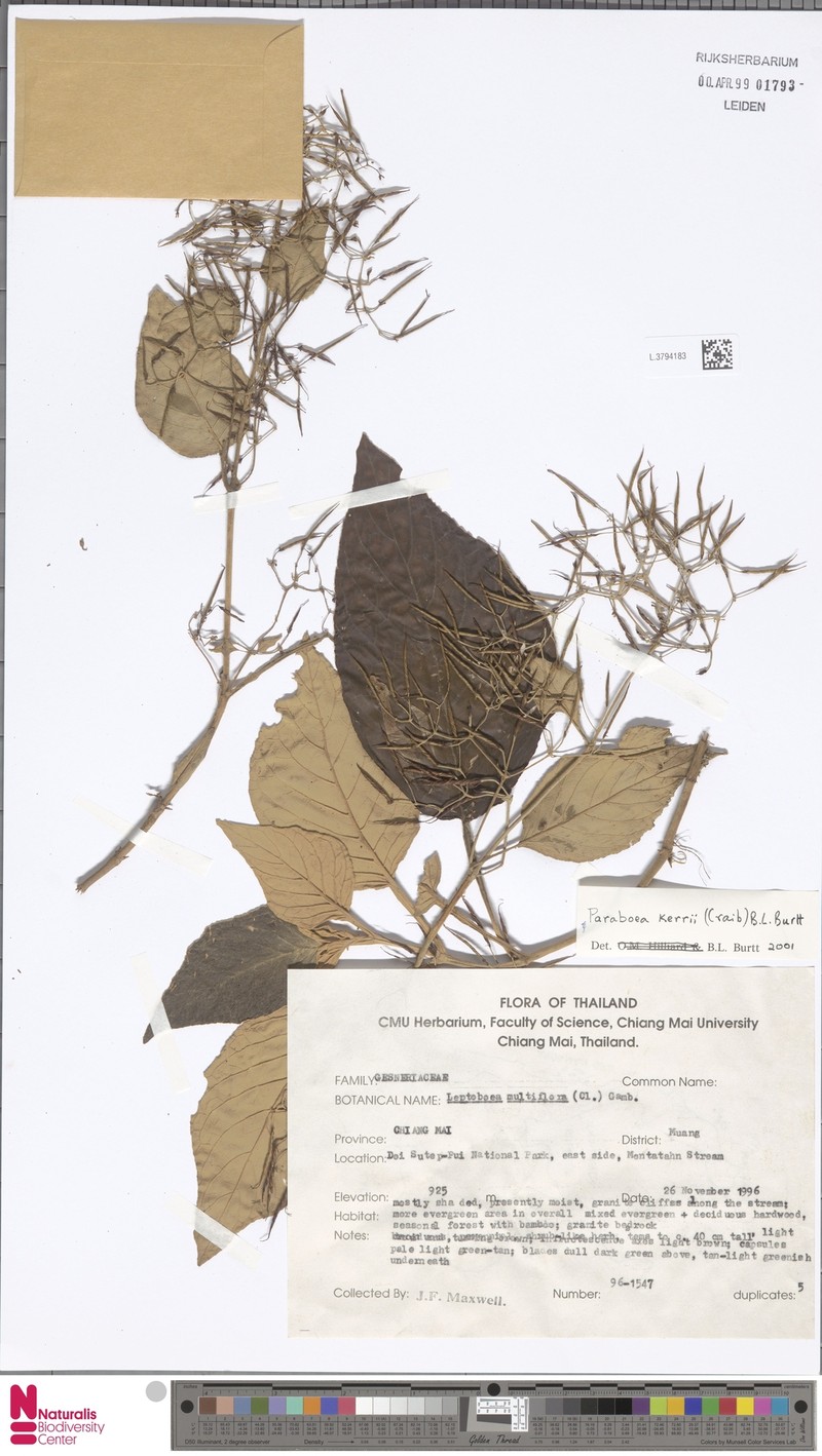 Leptoboea multiflora subsp. multiflora photo 4