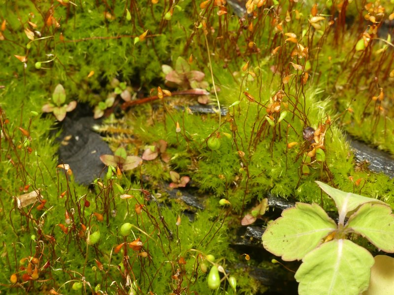 Leptobryum Moss