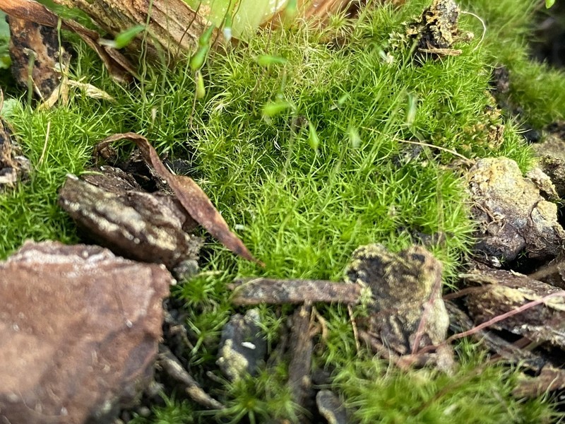 Leptobryum Moss