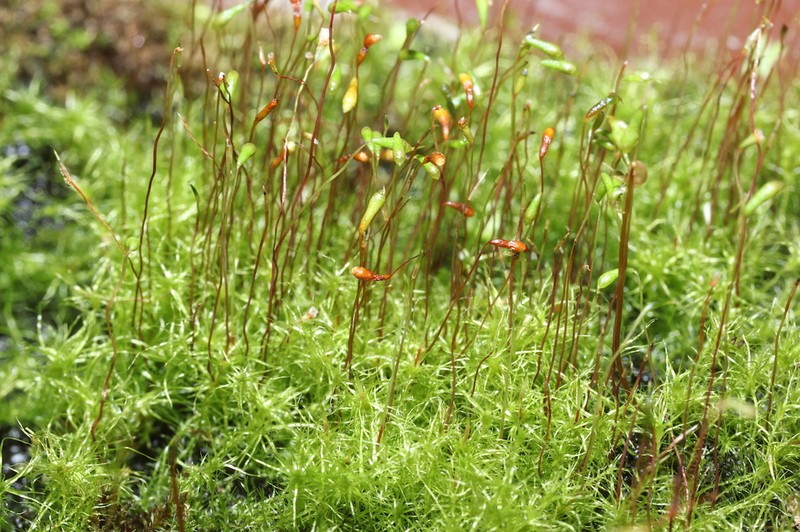 Leptobryum Moss photo 2