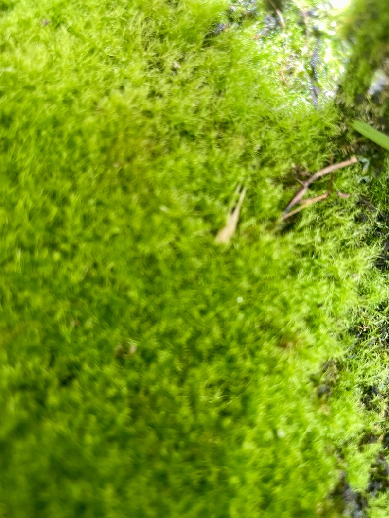 Leptobryum Moss photo 3