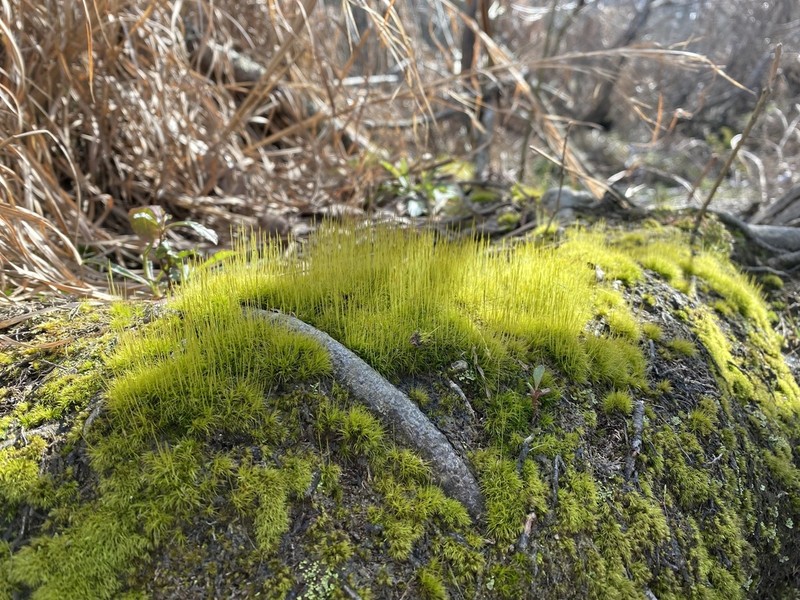 Leptobryum Moss photo 4