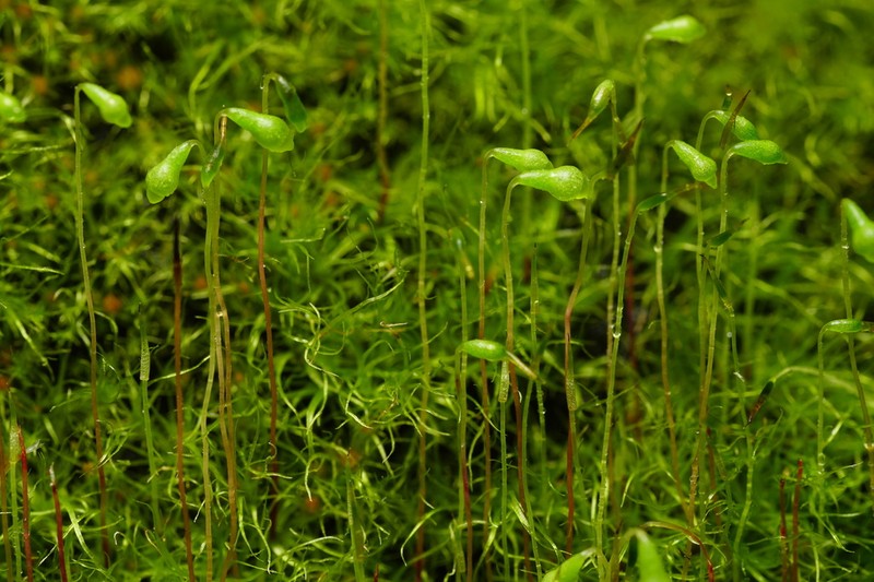 Leptobryum Moss photo 5
