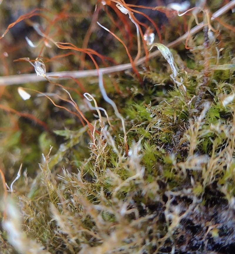 Leptobryum Moss photo 6