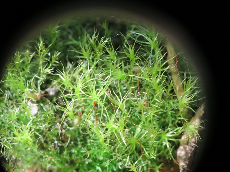 Leptobryum Moss photo 7