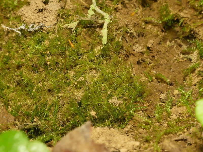 Leptobryum Moss photo 8