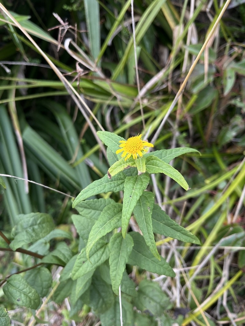 Leptocarpha rivularis photo 3