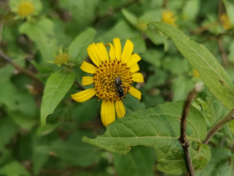 Leptocarpha rivularis photo 4