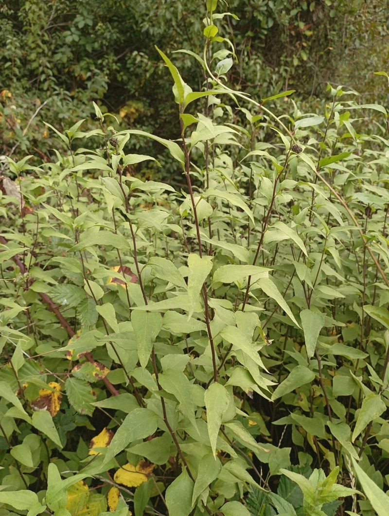 Leptocarpha rivularis photo 5