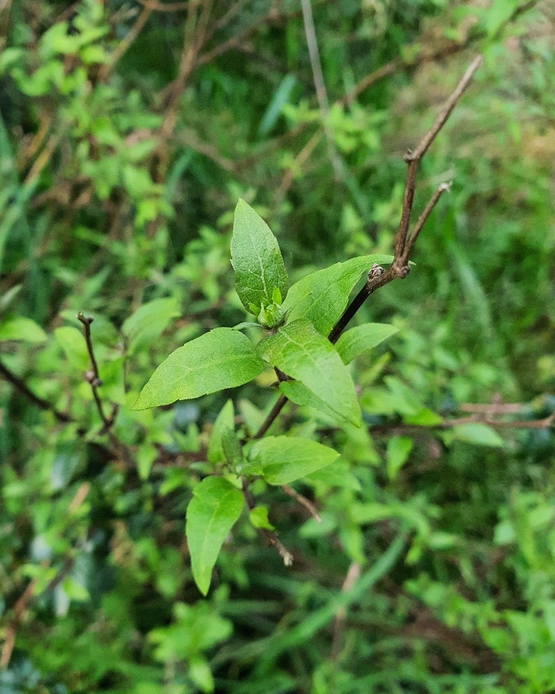 Leptocarpha rivularis photo 6