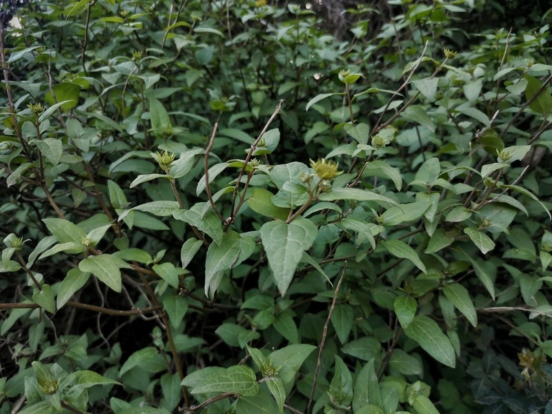 Leptocarpha rivularis photo 7