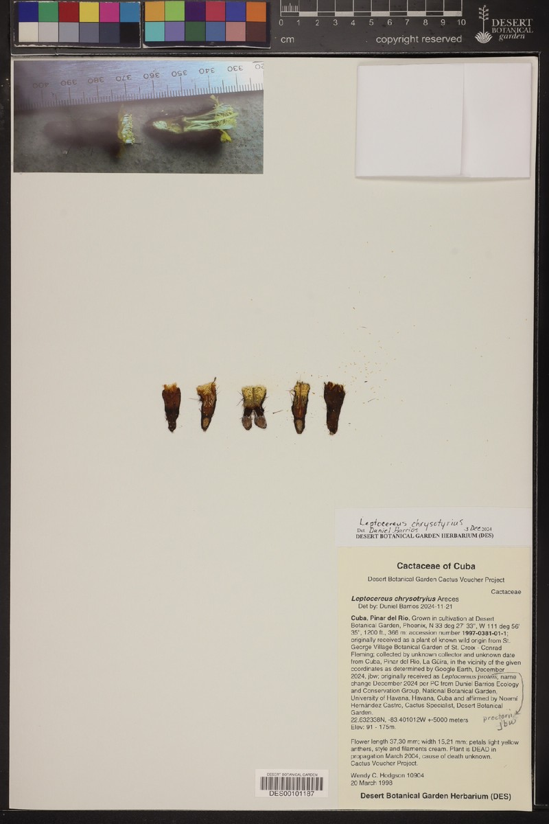 Leptocereus assurgens subsp. chrysotyrius
