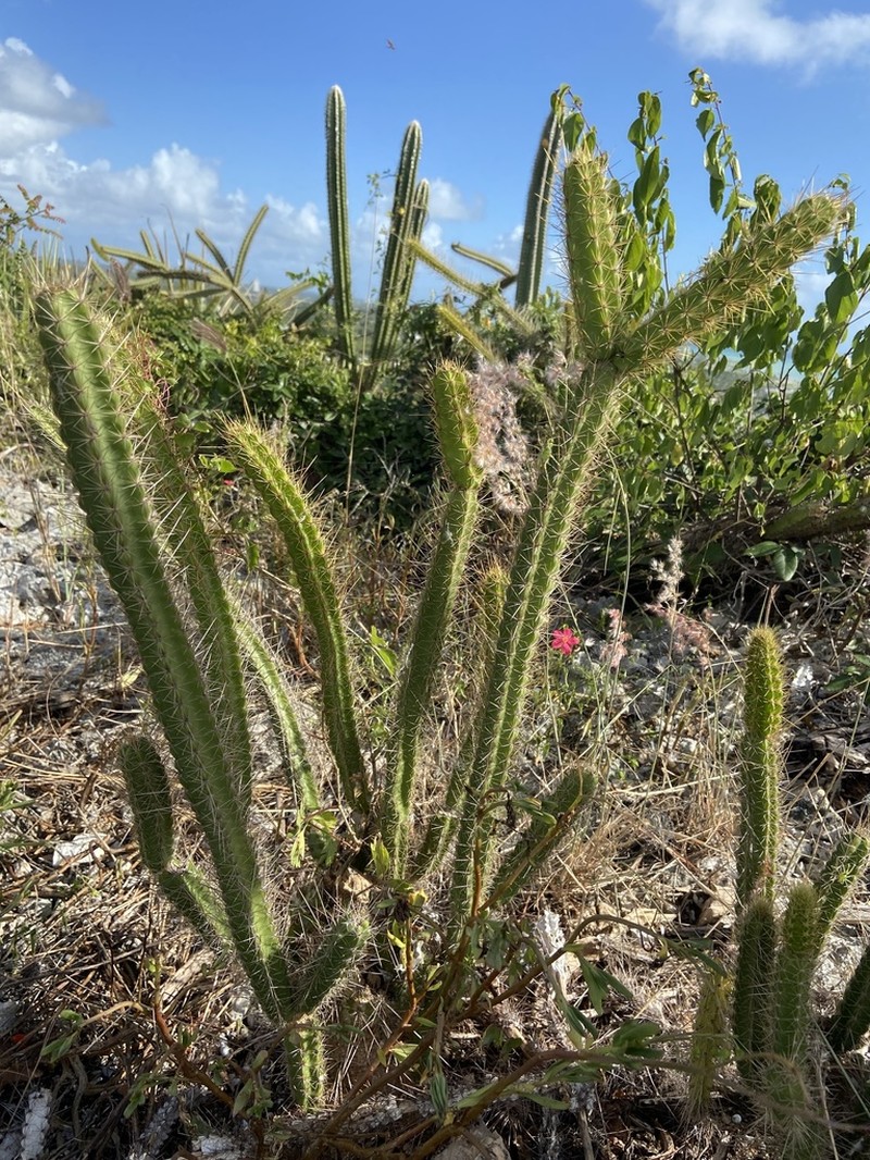 Leptocereus bayahibensis photo 2