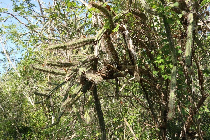 Leptocereus bayahibensis