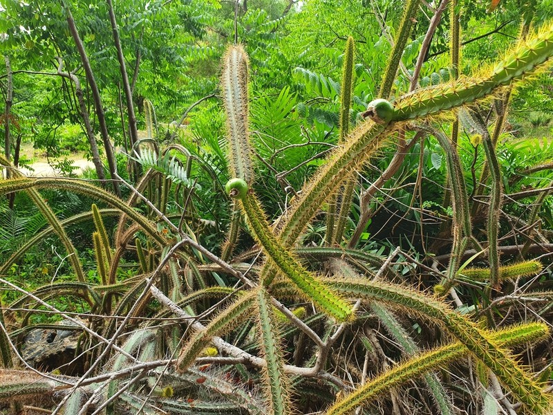 Leptocereus cremnophilus photo 2