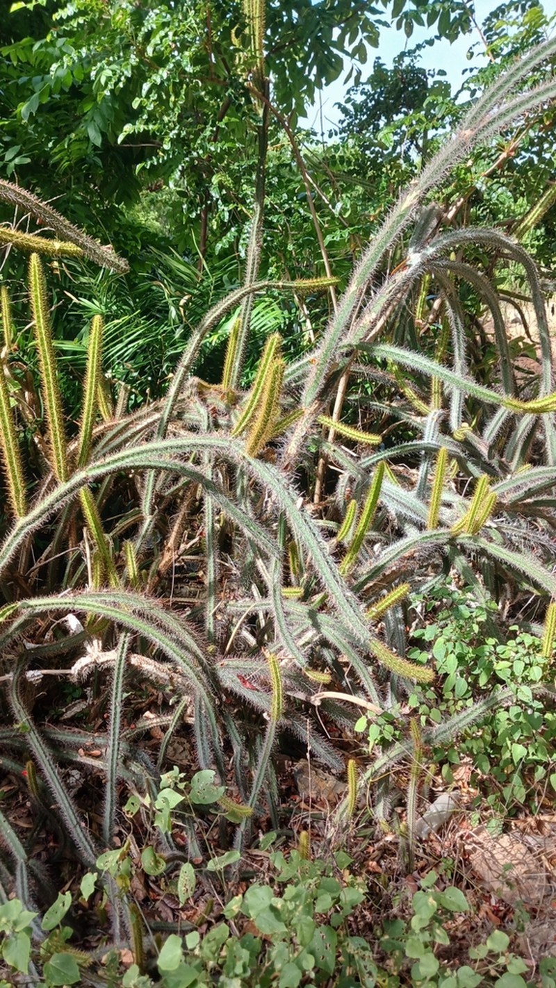 Leptocereus cremnophilus photo 3